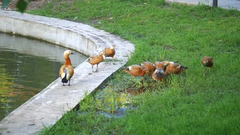 A Family Of Ducks Eats On The Shore Stock Footage 138967377