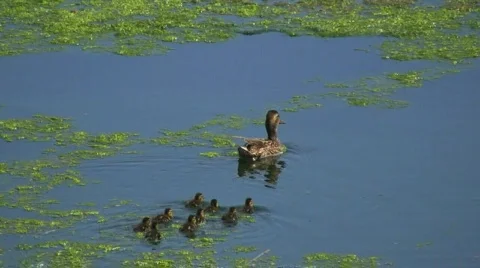 Family of ducks  库存影片 700451