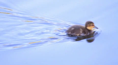 A Family of Ducks Video stock 39317757