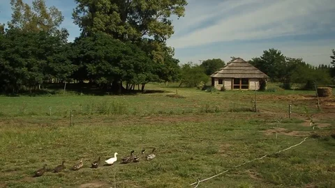 Family of ducks Stock Footage 78656645