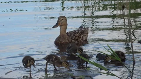 Family of ducks Stock Footage 160903491