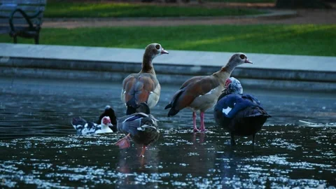Family of ducks Stockbeeldmateriaal 190047587