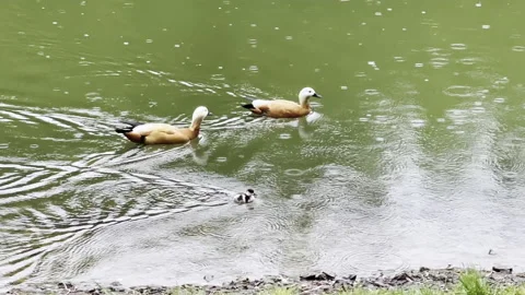 Family ducks 库存影片 195523481