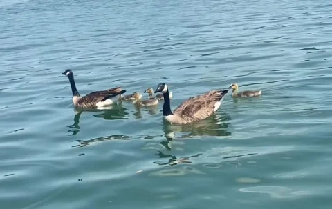 Family of Ducks Stock Footage 243612119