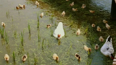 Family ducks with many ducklings in lush pond Stock Footage 250023053
