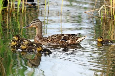 A family of ducks Stock Photos