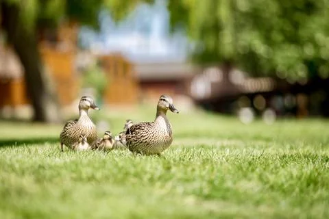 Family of ducks Stock Photos