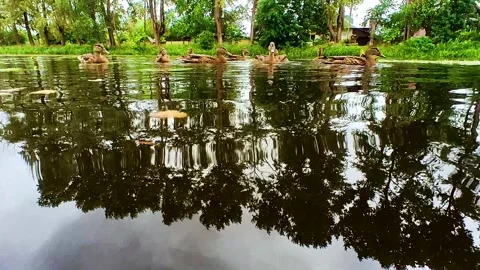 Family of ducks in the water Stock Footage 223687341
