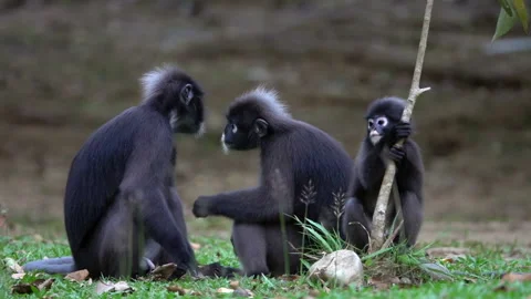 Family of Dusky Leaf Monkeys (Trachypithecus obscurus) with Child Sitting on the Stock Footage 91772190