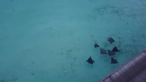 Family of eagle rays swimming in shallow waters. Stock Footage 78809666