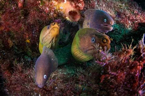 A family of eels in close up with teeth Stock Photos
