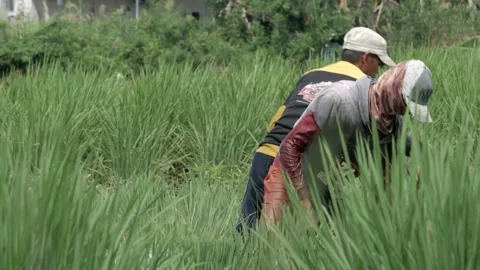 Family farmers, peatlands rice plantation in suburban peatlands area Stock Footage