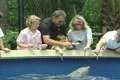 Family feeding dolphins Footage