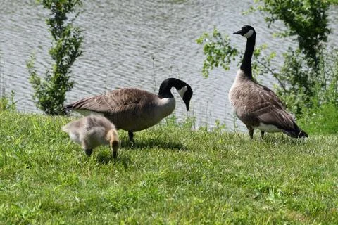 A family of geese Stock Photos