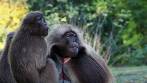 Family of gelada baboons (Theropithecus gelada) Stock Footage 219019316