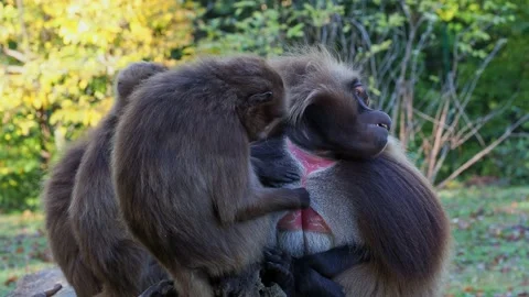 Family of gelada baboons (Theropithecus gelada) Stock Footage 223022955