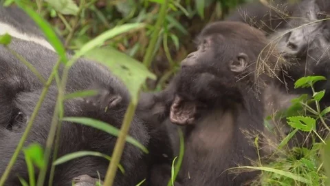 Family of gorillas and their cubs. Stock Footage