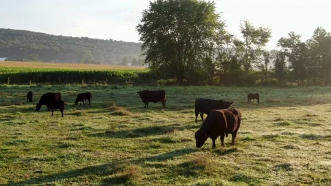 Family, herd of black Angus cattle, cows, bulls calves graze in green Stock Footage