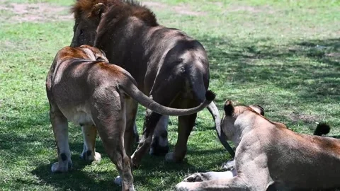 A family of lions is seen basking in the sun on a hot day Stock Footage 222789341