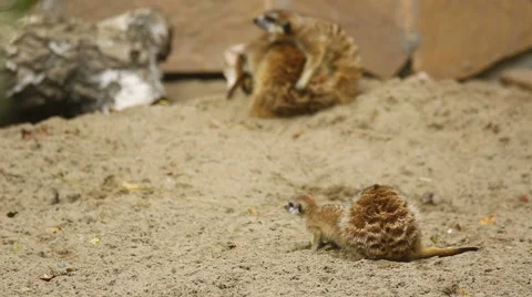 Family of meerkat playing outdoor Stock Footage