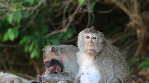 Family of monkey Stock Footage 40049165