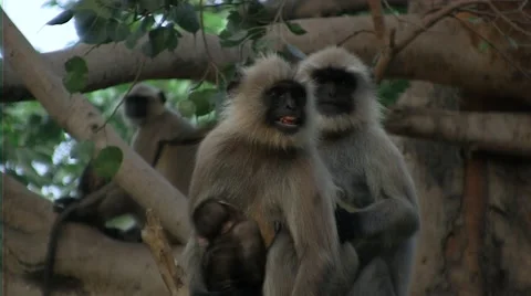 Family of monkey on a tree in india Stock Footage 52072771