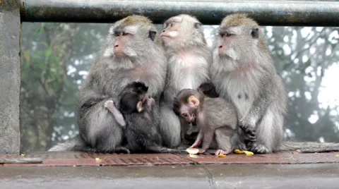 Family of monkeys Stock Footage 37014662