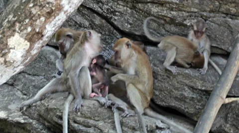 Family of monkeys Stock Footage 37261956
