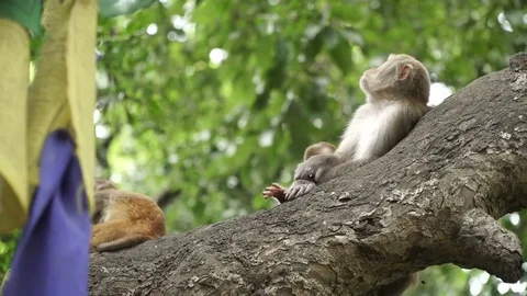 Family of monkeys on a tree Stock Footage 83127167