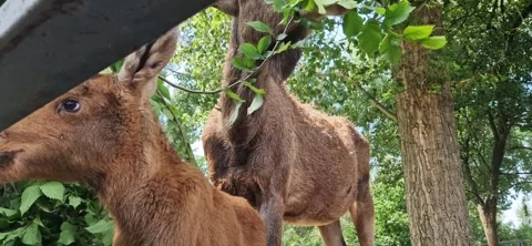 A family of moose eats leaves from tree branches Stock Footage 310938448