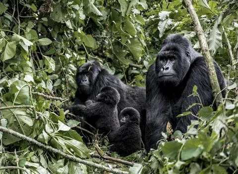 Family of moutanis gorillas, baby, mother and father, in virunga national par Stock Photos