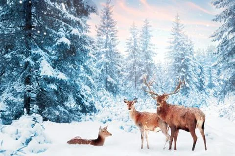 Family of noble deer in a snowy winter forest at sunset. Christmas fantasy im Stock Photos