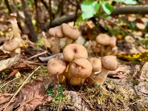 Family oyat mushrooms on stump in autumn forest Stock Photos