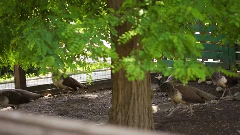 A family of peacocks Stock Footage 131249732
