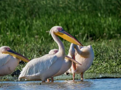 Family of pelicans in Danube Delta Stock Photos