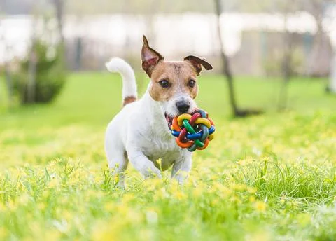 Family pet dog playing with colorful toy on spring lawn in flowers Stock Photos