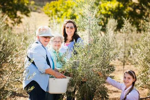 Family picking olives in grove Stock Photos