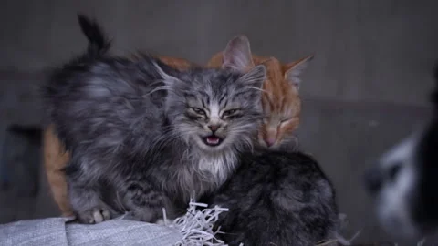 Cats Scream Stock Footage ~ Royalty Free Stock Videos Pond5