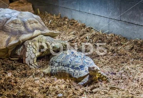 Family portrait of a african spurred tortoise mother with its child Stock Photos