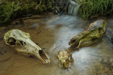 Family problems Stock Photos