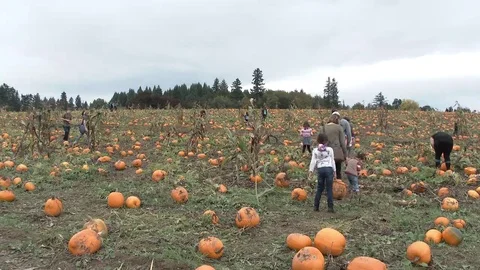 Family At Pumpkin Patch Video stock 69137956