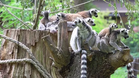 Family of Ring-Tailed Lemurs on Tree Stump in Natural Habitat Stock Footage 343636511