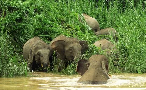 Family of river elephants Stock Photos