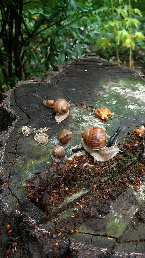 Family of snails on a tree stump Stock Footage 201436630