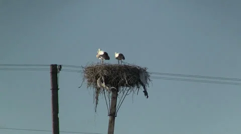 Family of storks 스톡 동영상 25859548