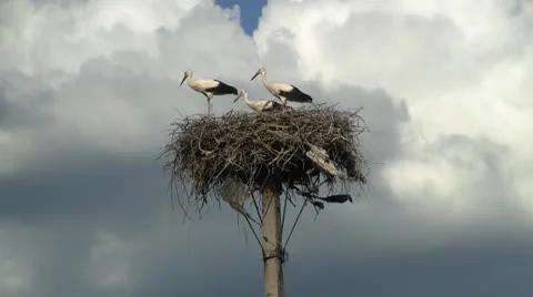 Family of storks 스톡 동영상 25859603