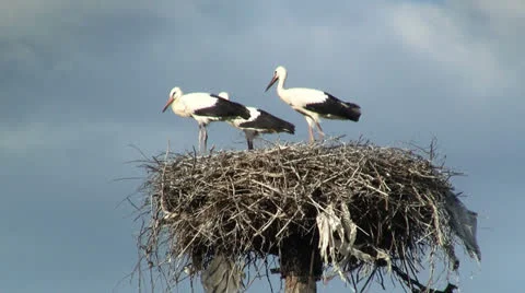 Family of storks 스톡 동영상 25859640