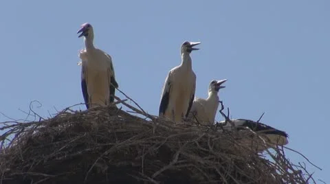 Family of storks in the nest Vídeos de archivo 11586331