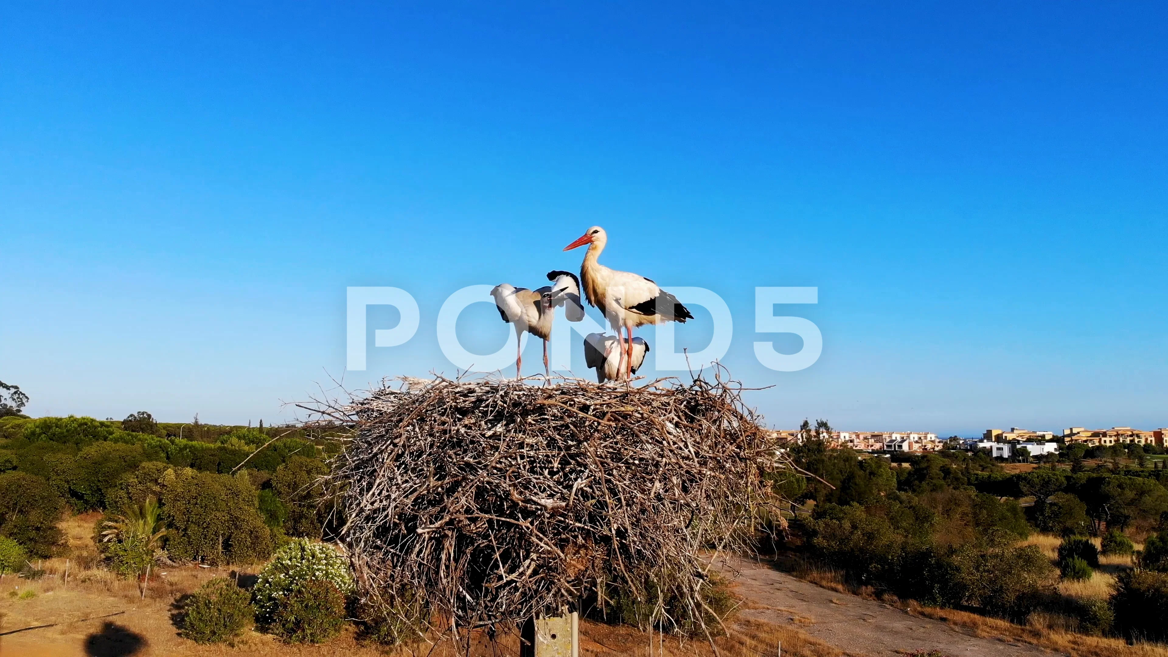 a family of storks in the nest