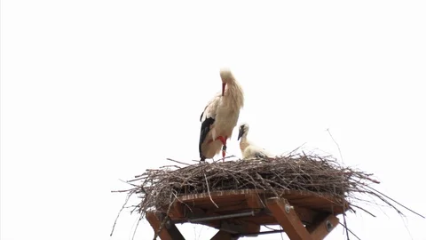 Family of storks in the nests Stock Footage 111746257